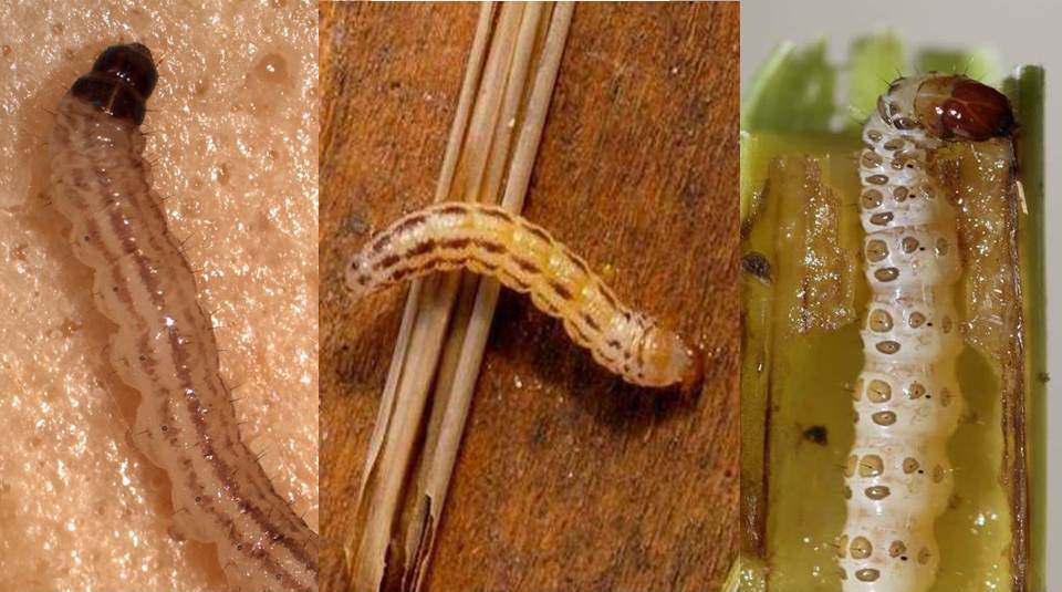 Rice stalk borer (left), Mexican rice borer (center) and sugarcane borer (right)